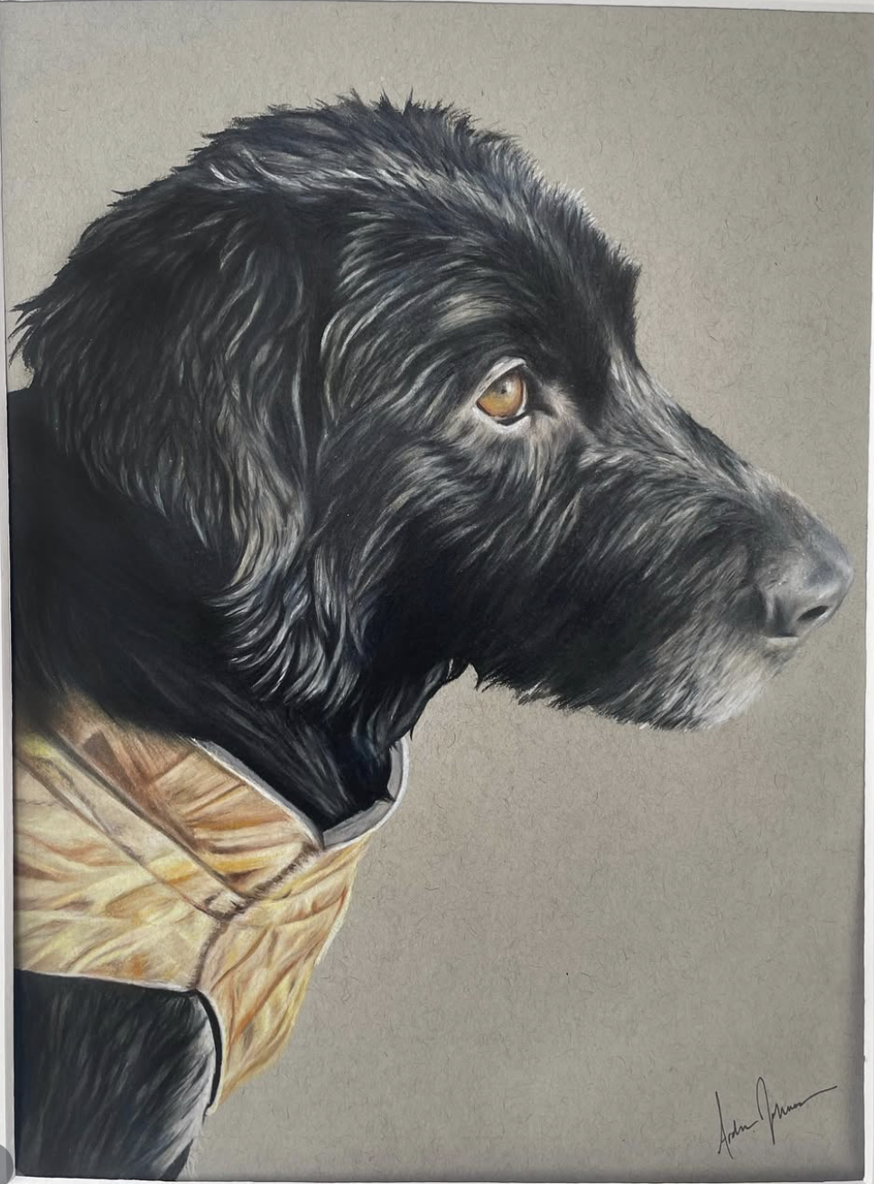 Colored pencil portrait of a wirehaired dog in a hunting vest