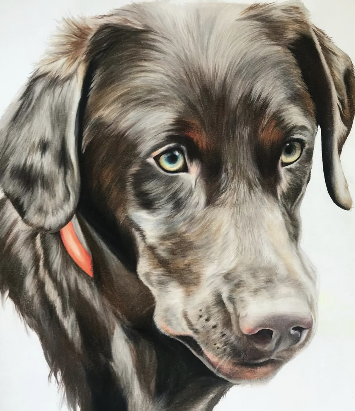 Colored pencil portrait of a chocolate Labrador with an orange collar